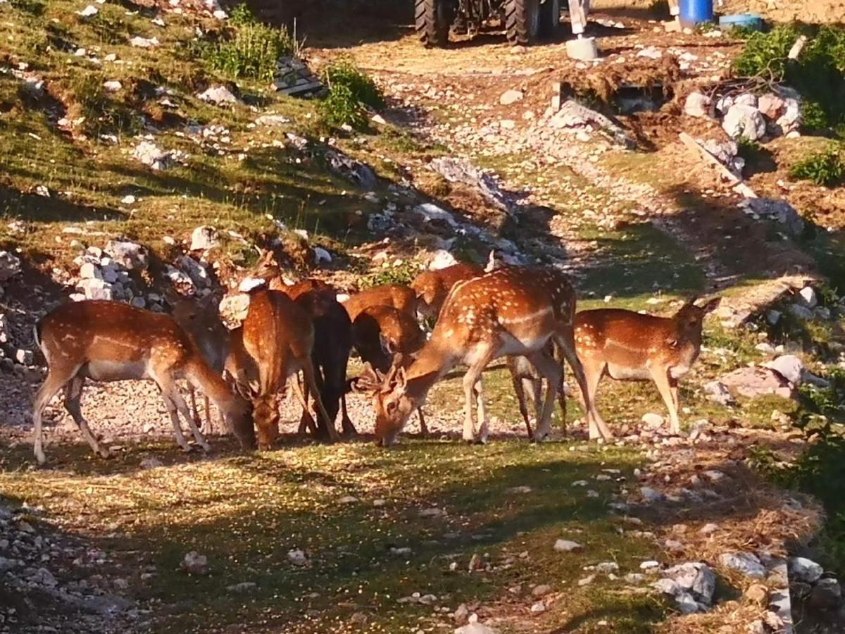 Mountain Lodge Forte Emilia Kobarid Zewnętrze zdjęcie